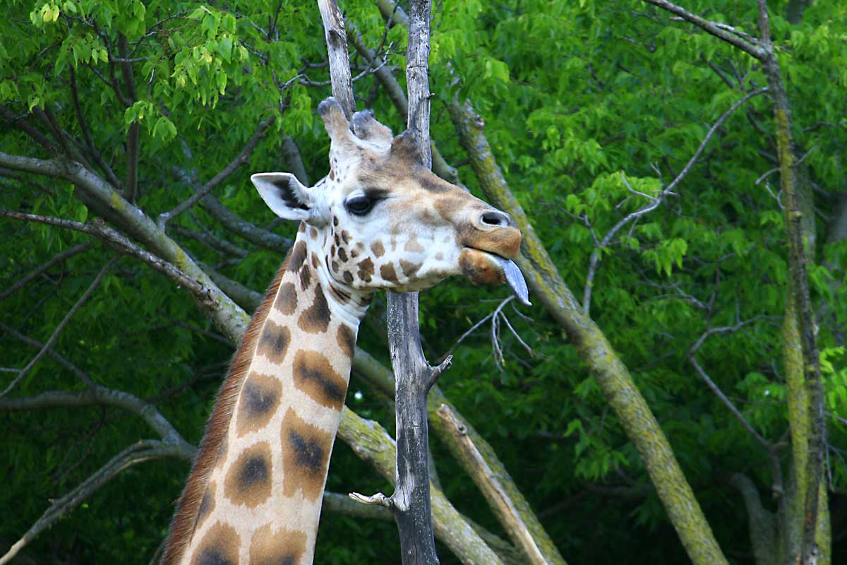 giraffe from lincoln park zoo; chicago